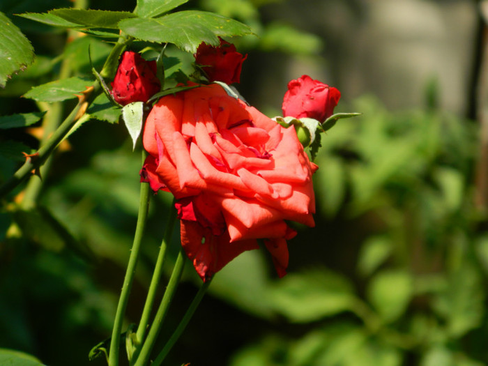 DSCN0445 - IULIE 2012