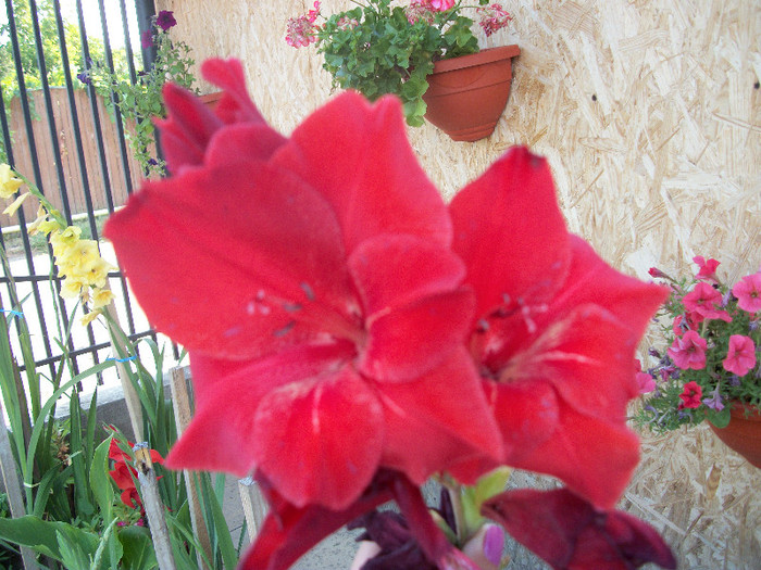 100_2042 - gladiole 2012