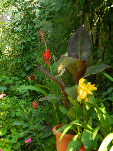 DSCN0446 - IULIE 2012