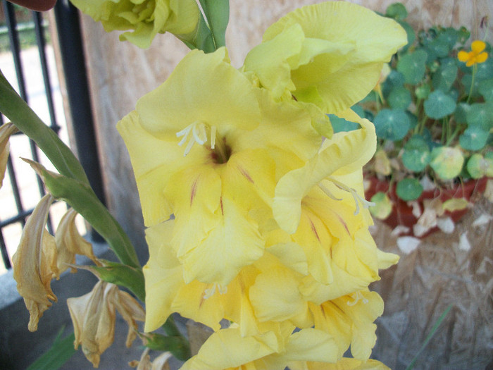 100_2043 - gladiole 2012