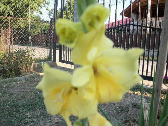 100_2045 - gladiole 2012