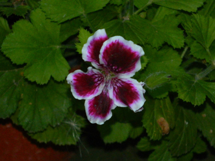 DSCN0467 - IULIE 2012