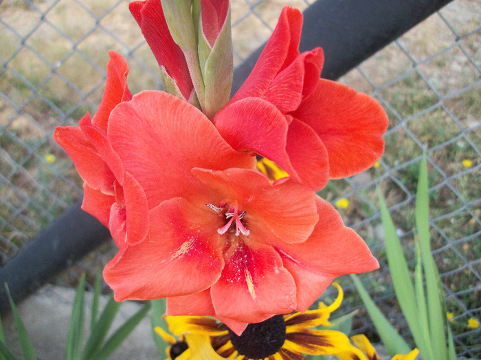 100_2050 - gladiole 2012