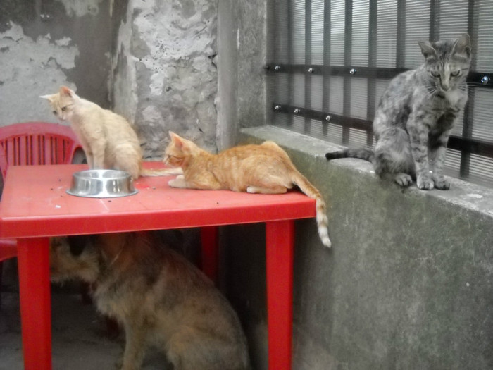 Zerbrina si copii 5 - Catei si pisici maidaneze