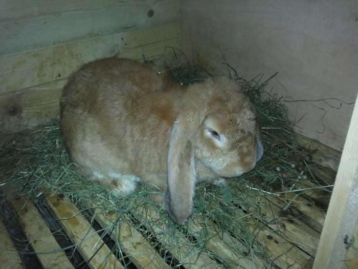 femela berbec g.11 luni