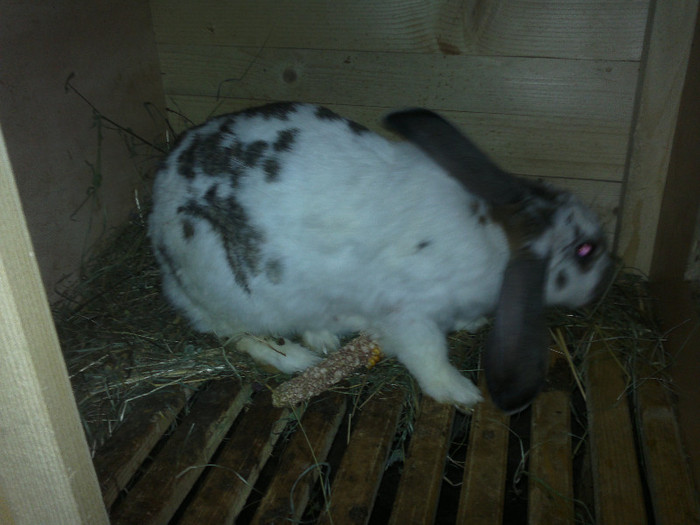 femera corcitura fluture