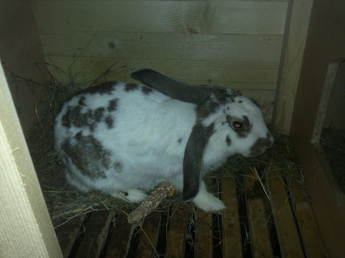 cel mai greu iepure al meu 8,2 kg la 11 luni