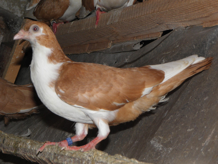 22g(2012) - pui1