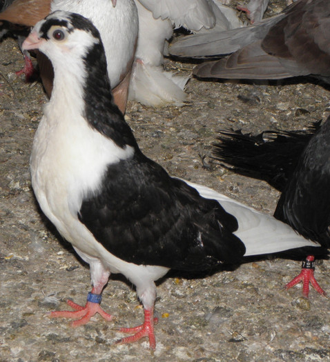 13pn(2012)