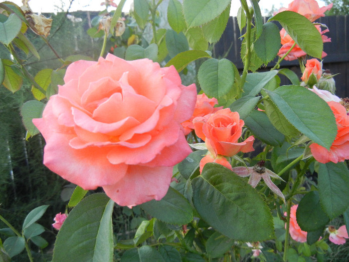 Rose Artistry (2012, July 24)