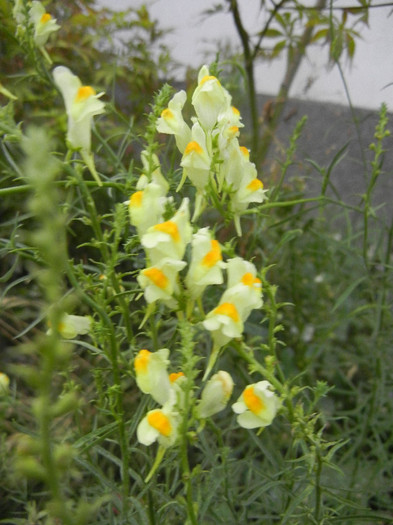 Butter-and-Eggs (2012, July 26) - Linaria vulgaris