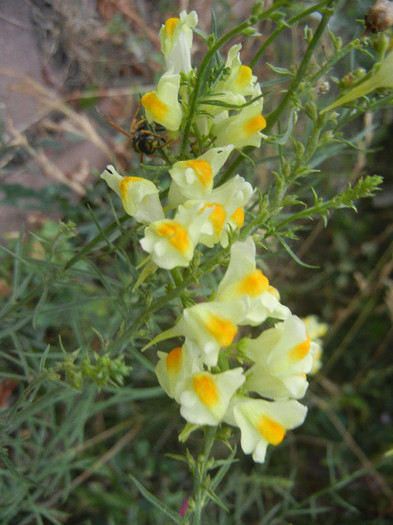 Common Toadflax (2012, July 26) - Linaria vulgaris