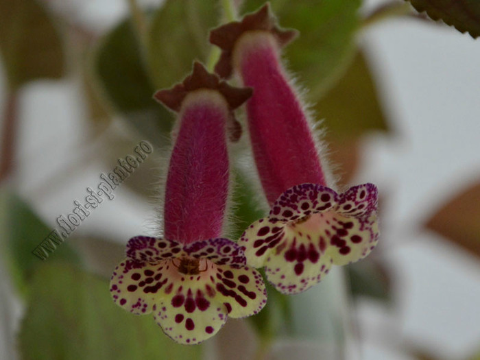 NEW - Kohleria Villands Vanga  (GS); 2012
