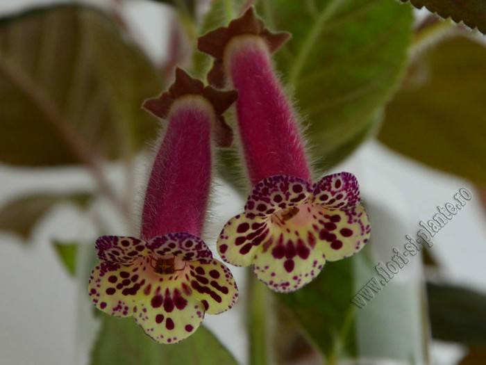NEW - Kohleria Villands Vanga  (GS); 2012
