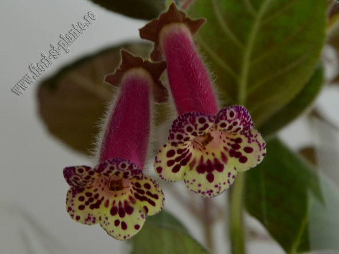 NEW - Kohleria Villands Vanga  (GS); 2012
