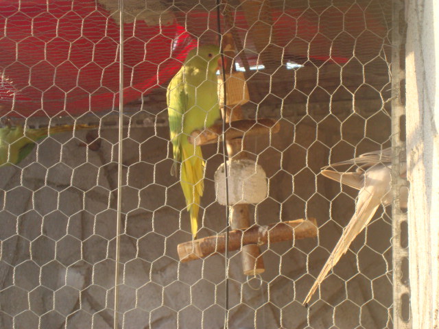 DSC01101 - papagali de vanzare nu mai sunt disponibili