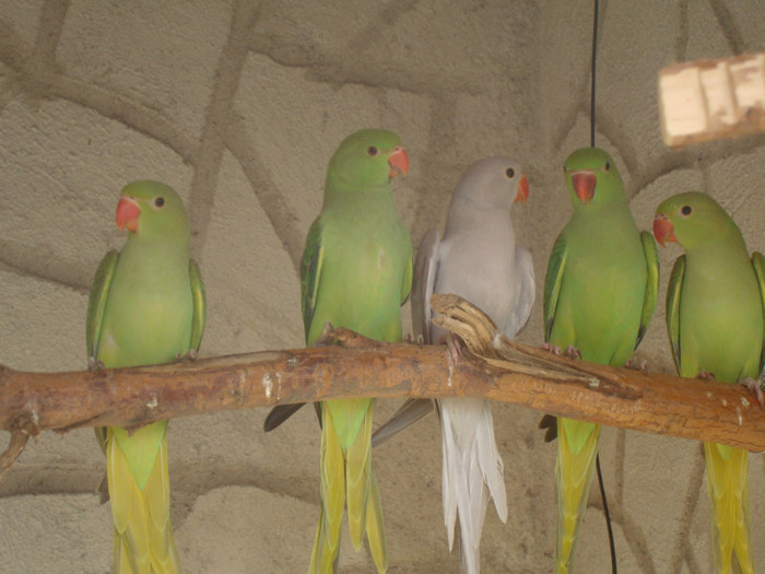 DSC00221 - papagali de vanzare nu mai sunt disponibili