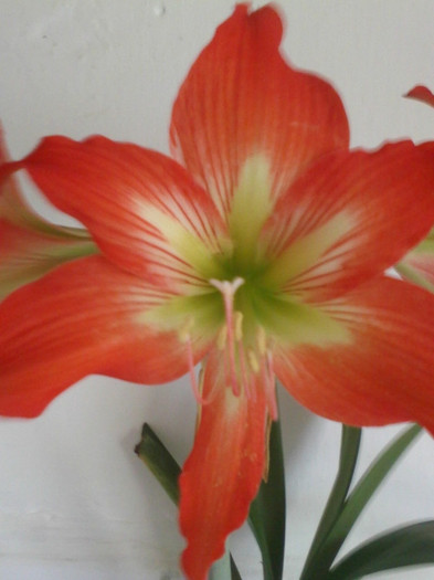 hippeastrum  striatum - Diverse flori