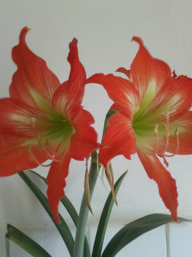 hippeastrum striatum 2