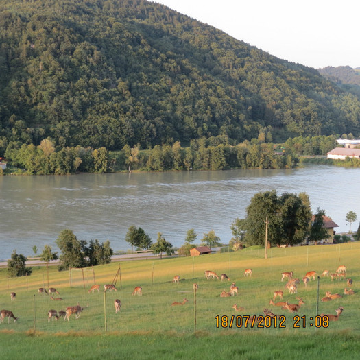 dunarea si caprioarele