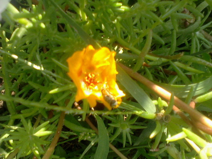 Fotografie-0095 - flori de gradina 2012-2