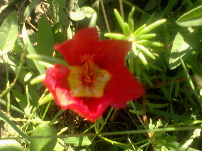 Fotografie-0097 - flori de gradina 2012-2