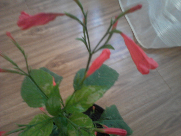 Fotografie-0084 - floricele-2012
