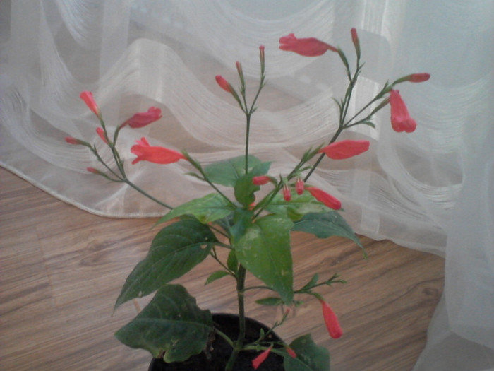 ruellia graecizans - floricele-2012