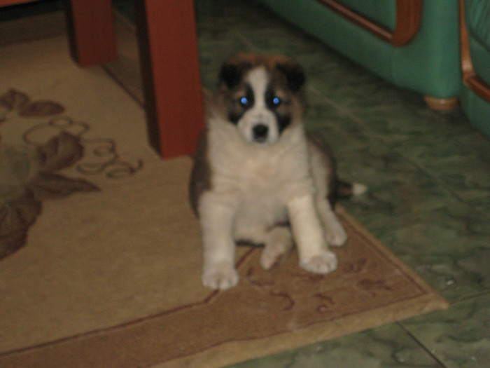 IMG_0630 - cainii mei