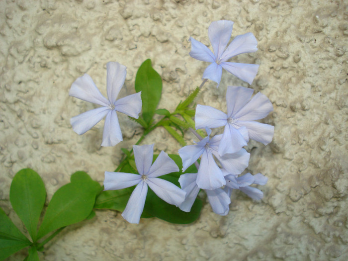 2012 - Plumbago bleu