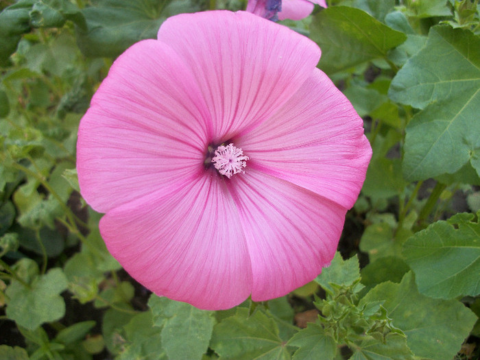 100_1915 - malope 2012