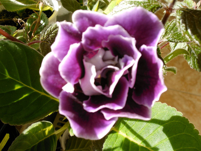 IMAG0001