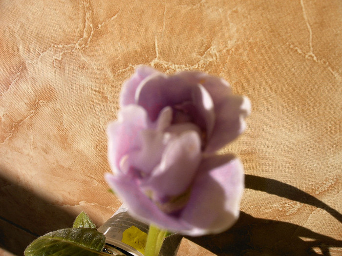 IMAG0005