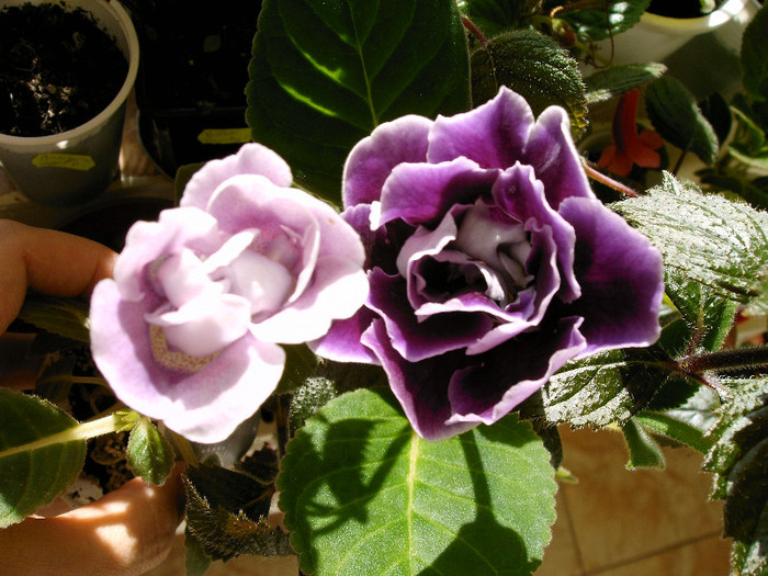 IMAG0008