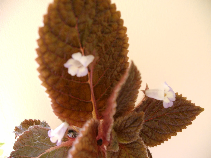 IMAG0023 - Alte Gesneriaceae