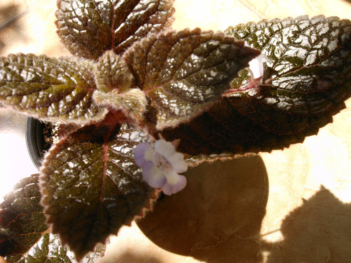 Eucodonia Antreuxii Naomi - Alte Gesneriaceae