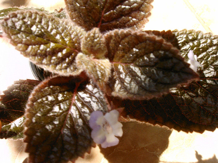 IMAG0026 - Alte Gesneriaceae