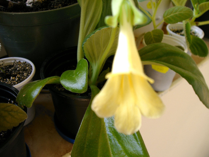 IMAG0027 - Alte Gesneriaceae