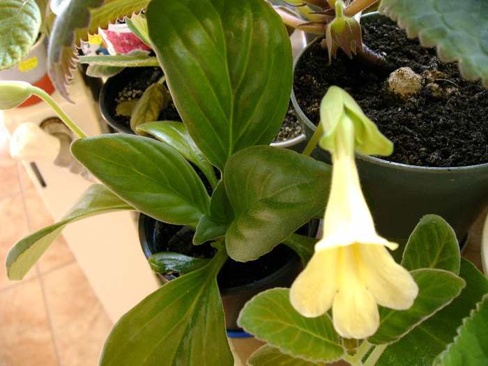 IMAG0028 - Alte Gesneriaceae