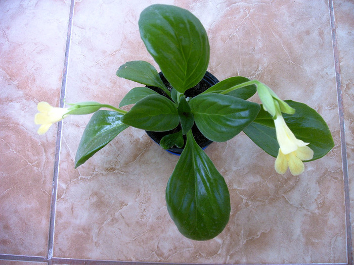 Chirita Aiko - Alte Gesneriaceae