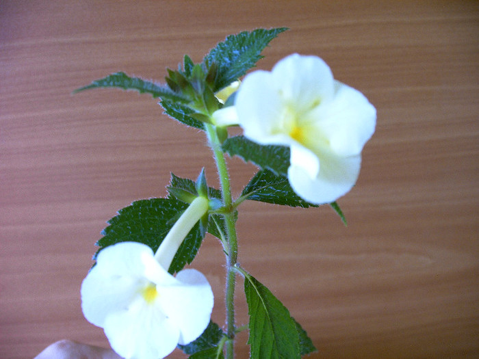 Hymalaian  Sunrise - ACHIMENES
