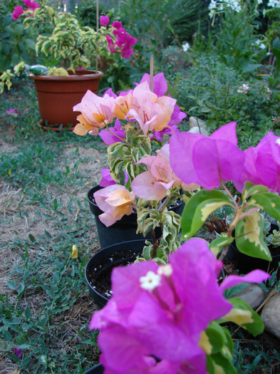 DSC00570 - Bougainvillea