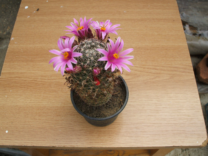 Mamillaria multiceps v grisea