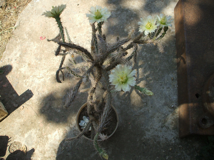 Marenopuntia marenae