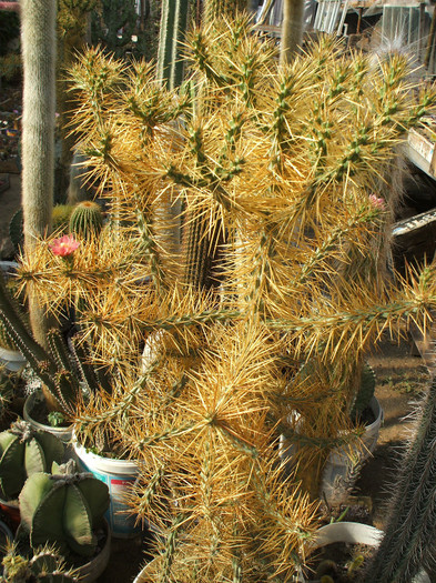 Cylindropuntia molesta