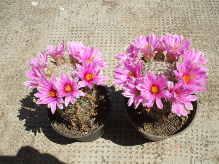 Mamillaria boolii - ceva mai recent