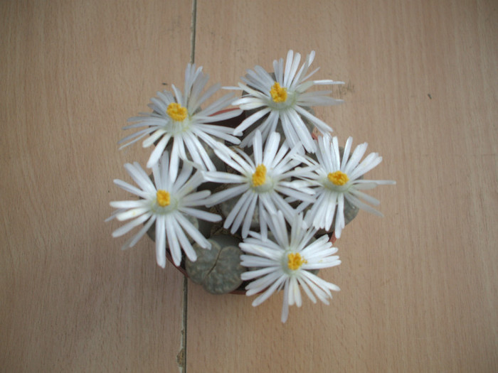 Lithops