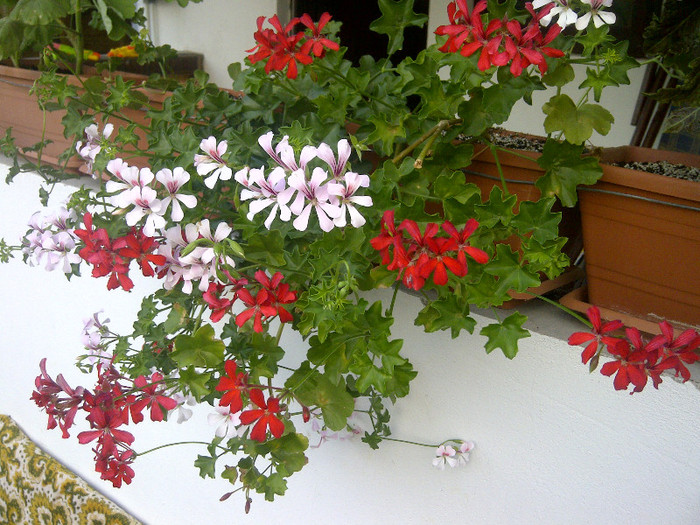 mus - flori de gradina 2012