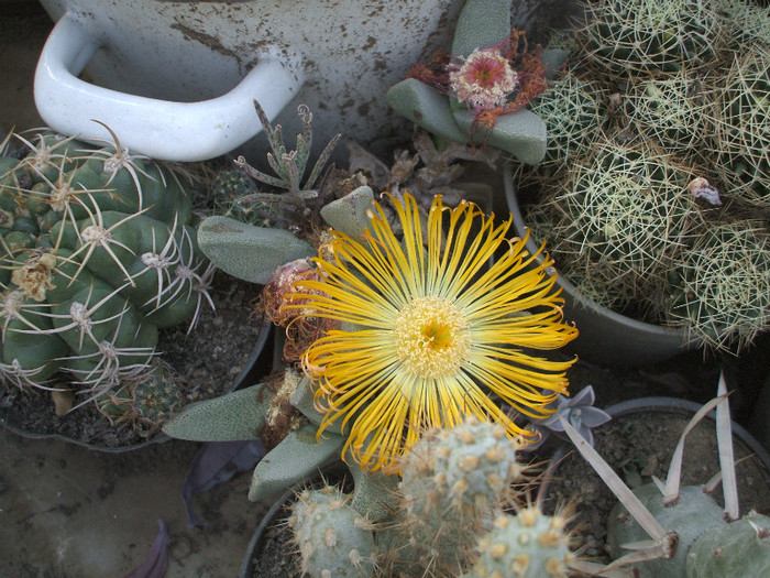 Pleiospilos