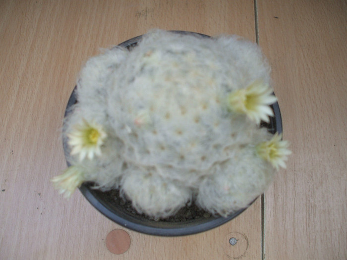 Mamillaria plumosa